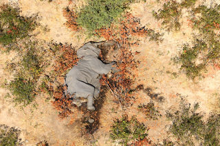 2020-07-02T000000Z_1699847037_RC2ZKH9HNTUE_RTRMADP_3_BOTSWANA-ELEPHANTS.JPG