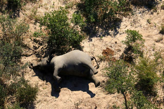 2020-07-02T000000Z_799112603_RC2ZKH9ZZWQ2_RTRMADP_3_BOTSWANA-ELEPHANTS.JPG