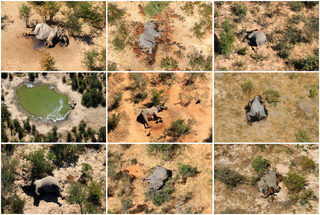 2020-07-02T131350Z_168104008_RC20LH958OOG_RTRMADP_3_BOTSWANA-ELEPHANTS.JPG