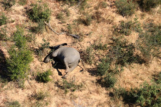 2020-07-02T000000Z_1808233365_RC2ZKH9WLFZ5_RTRMADP_3_BOTSWANA-ELEPHANTS.JPG