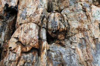 2021-01-26T153718Z_1042006018_RC2RFL9OQ7Y7_RTRMADP_3_GREECE-SCIENCE-TREE.JPG