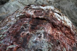2021-01-26T153720Z_30324406_RC2RFL920PAZ_RTRMADP_3_GREECE-SCIENCE-TREE.JPG