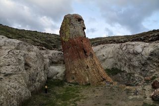 2021-01-26T153725Z_767473909_RC2RFL9GWRUR_RTRMADP_3_GREECE-SCIENCE-TREE.JPG
