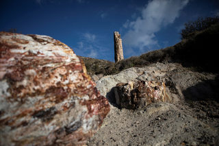 2021-01-26T153733Z_1014855387_RC2RFL9F17GO_RTRMADP_3_GREECE-SCIENCE-TREE.JPG