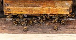 2025-05-29T112605Z_939803789_RC25NEAWHXT3_RTRMADP_3_TURKEY-BEES.JPG