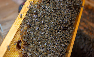 2025-05-29T112556Z_1611250544_RC21NEAL3XT1_RTRMADP_3_TURKEY-BEES.JPG