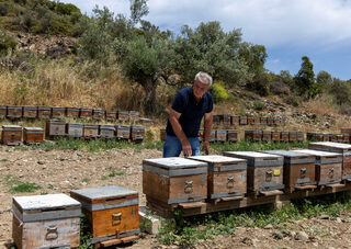 2025-05-29T112619Z_404255515_RC21NEAIS2MK_RTRMADP_3_TURKEY-BEES.JPG