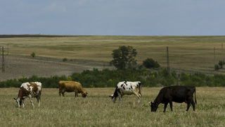 Огнищата на шап са ликвидирани, отчете шефът на ветеринарите