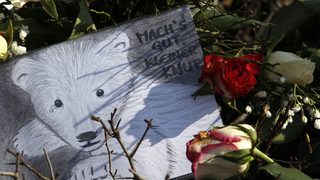 Полярният мечок Кнут е починал от епилепсия