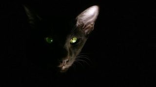 В Сидни въвеждат комендантски час за котки