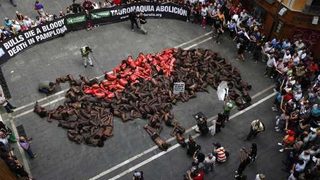 Испания – традиции или жестокост над животните?