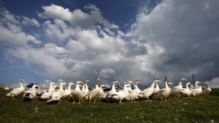 Германия не допуска Франция на кулинарно изложение заради "гушене" на гъски