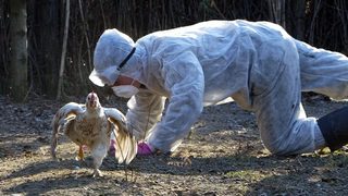 Ще бъдат умъртвени всички птици в бургаското село, огнище на птичи грип