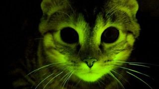 "Неонови" котки помагат в борбата със СПИН