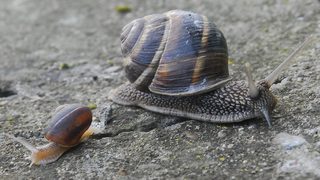 Helix Aspersa Maxima - по-дългото име на охлюва