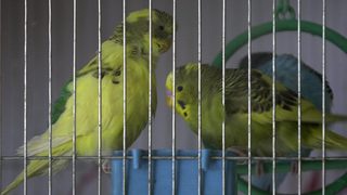 Митничари от Лесово задържаха 25 папагалчета