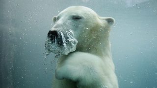 Фотогалерия: Полярната мечка