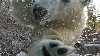 Фотогалерия: Полярната мечка