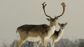 НСО не е отчела купени елени лопатари и муфлони