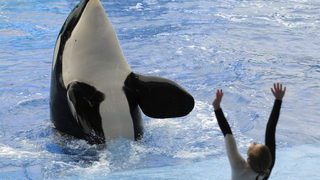 Съдът в САЩ: Косатките в SeaWorld не са роби, защото не са хора