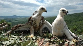 Царските орли в Странджа излюпиха първите си малки за сезона