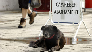 След инцидента общинарите спориха чии са бездомните кучета - на Борисов и Фандъкова или на прехода