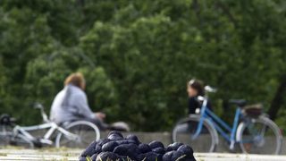 На път: С конски фъшкии срещу нацизма