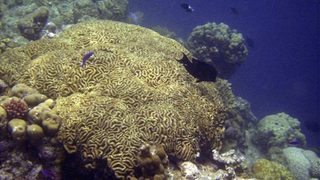 Учени: Повишената ултравиолетова радиация убива важни морски видове