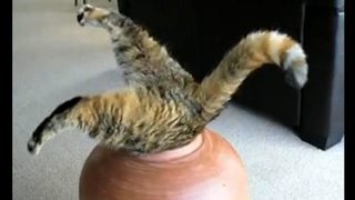 Котешки филм фест събра 100 хил. души в Минеаполис