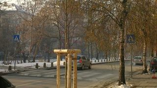 Да посадим дърво....