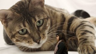 Котките убиват милиарди животни в САЩ всяка година