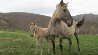 Роди се първото конче тарпанче за тази година