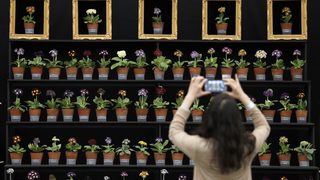 Фотогалерия: Най-престижното изложение за цветя във Великобритания