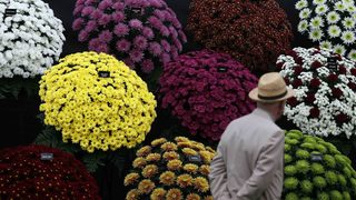 Фотогалерия: Най-престижното изложение за цветя във Великобритания