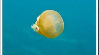 Дни на Тоскана започват тази вечер в Бургас