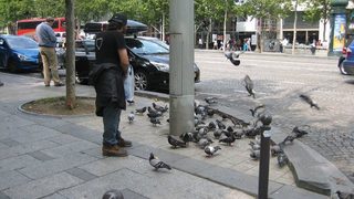 Гълъбите - приятели на милиони европейци