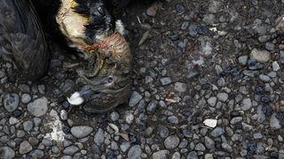 Фотогалерия: Спасяването на андските кондори