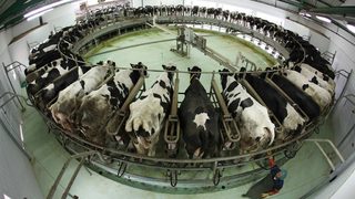 "Вцепенени" крави разпалиха нов дебат за хранeнето на животни с добавки