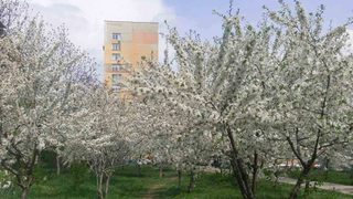 Дървета в период на <span class="highlight">цъфтене</span>