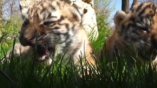 Видео: Отношенията на Украйна и Русия заплашват живота на 50 лъва