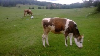 Русия ограничи вноса на едър и дребен рогат добитък от България