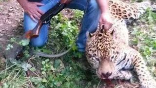 За кожата на един ягуар