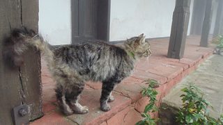 Фотогалерия: Гложенски манастир и Трявна
