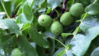 Еврофинансиране за модернизация на земеделски стопанства