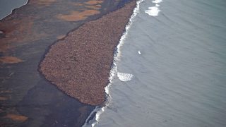 35 хил. моржа се скупчиха на брега на Аляска заради топене на ледовете