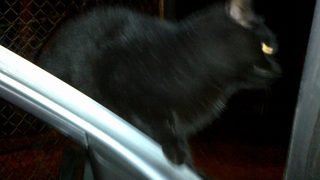 Фотогалерия: Зоната на здрача (<span class="highlight">импресия</span> с котка)