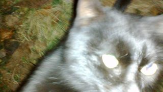Фотогалерия: Зоната на здрача (<span class="highlight">импресия</span> с котка)