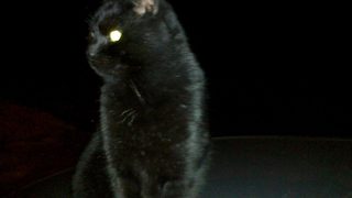 Фотогалерия: Зоната на здрача (<span class="highlight">импресия</span> с котка)
