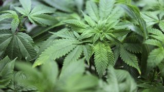 Словения разреши продажбата на медикаменти с марихуана
