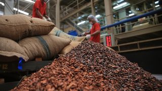 Преработването на какао се концентрира в три големи фирми